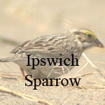 Ipswich Sparrow