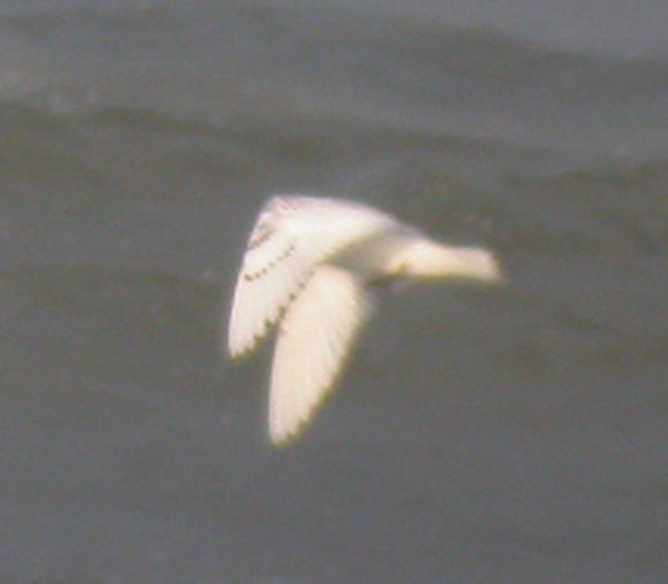 1st winter  Ivory Gull