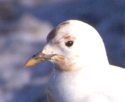 Ivory Gull