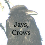 Jays, Crows, Raven