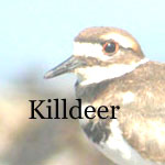 Killdeer