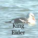 King Eider