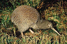 Brown Kiwi