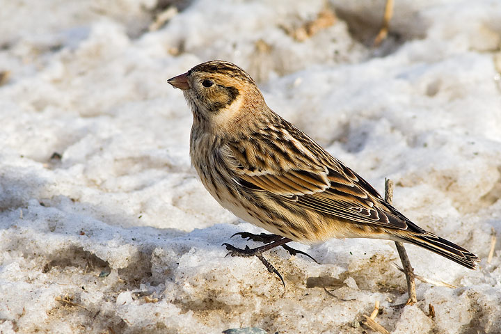 Lapland Longspur