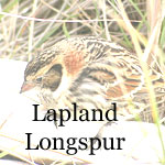Lapland Longspur