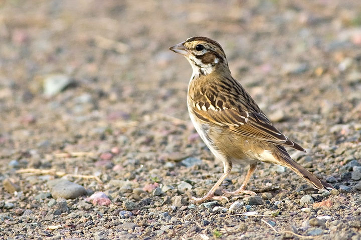 Lark Sparrow