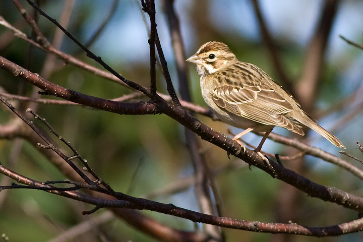 Lark Sparrow