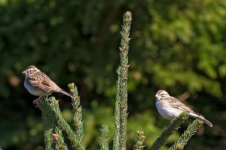 Lark Sparrow