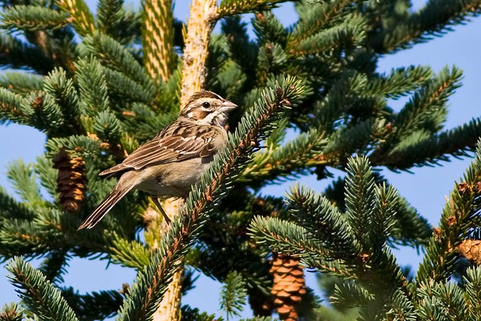 Lark Sparrow