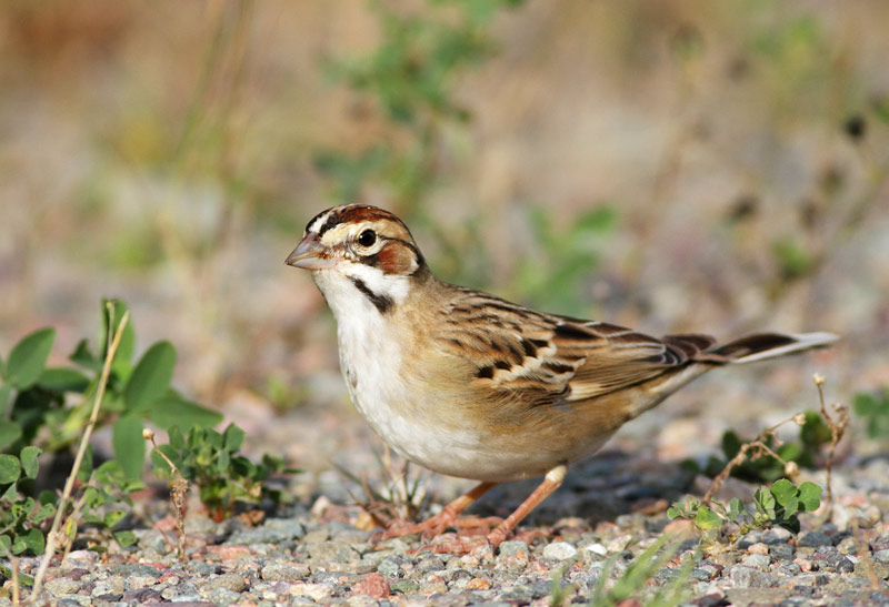Lark Sparrow