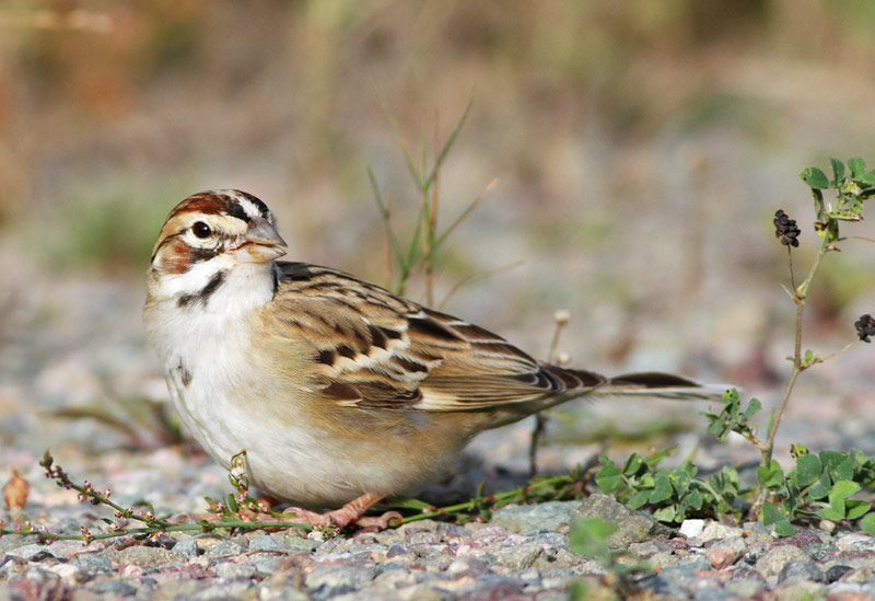 Lark Sparrow
