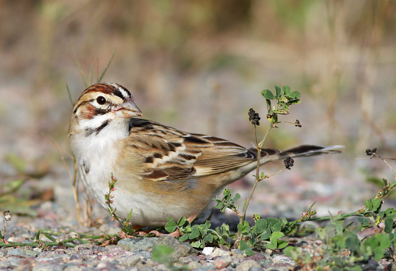 Lark Sparrow
