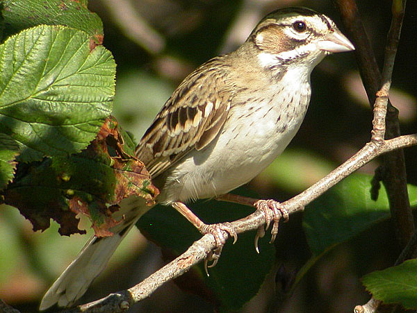 Lark Sparrow