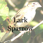 Lark Sparrow