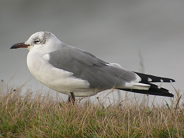 Laughing Gull