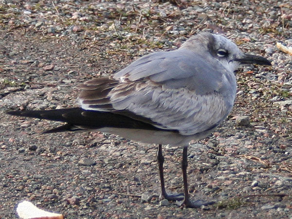 Laughing Gull