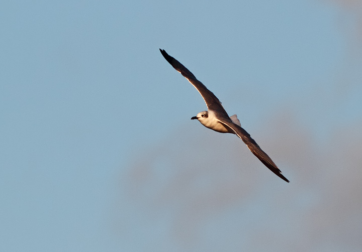 Laughing Gull