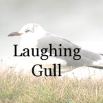 Laughing Gull