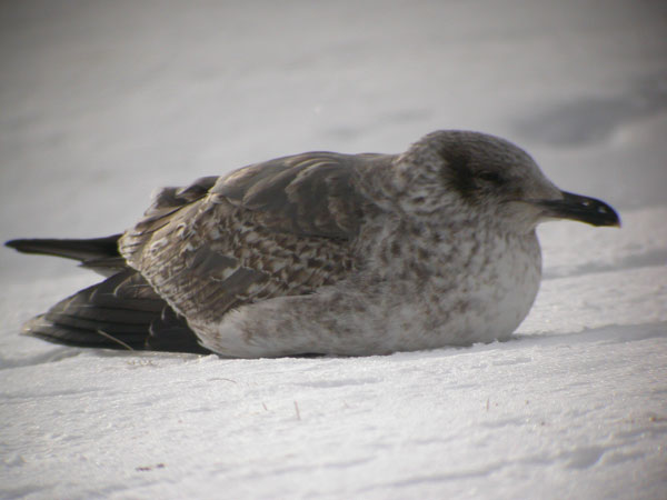Lesser Black-bakced Gull
