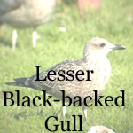 Lesser Black-backed Gull