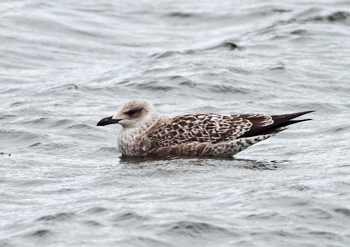 Lesser Black-backed Gull