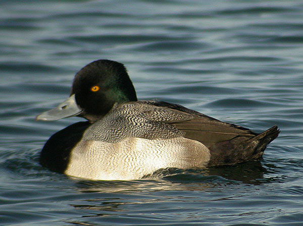 Lesser Scaup