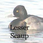 Lesser Scaup