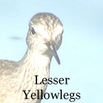 Lesser Yellowlegs