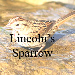 Lincoln's Sparrow