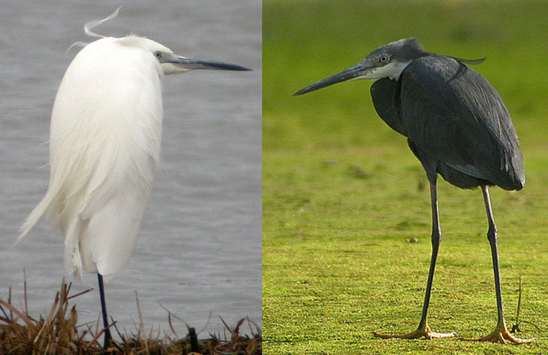 Little Egret side by side with Western Reef Heron