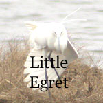 Little Egret