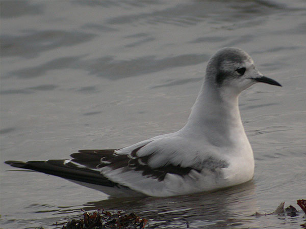 Little Gull