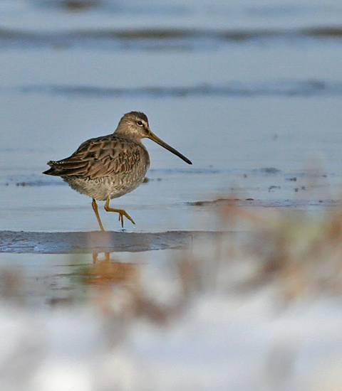 Long-billed Dowitcher