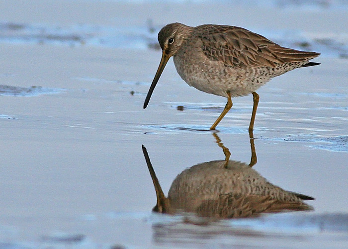 Long-billed Dowitcher