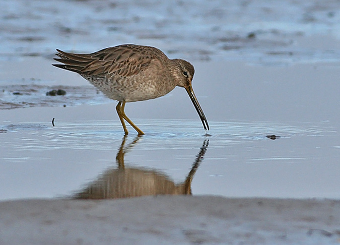 Long-billed Dowitcher