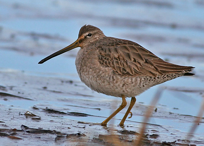 Long-billed Dowitcher