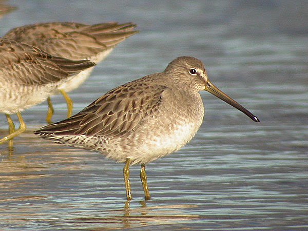 Long-billed Dowitcher