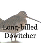 Long-billed Dowitcher