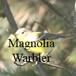 Magnolia Warbler
