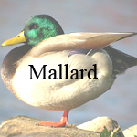 Mallard