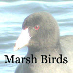 Rails, Gallinule, Moorhen, Coot, plus Cranes