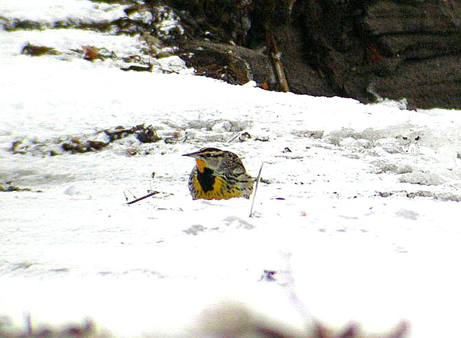 Eastern Meadowlark