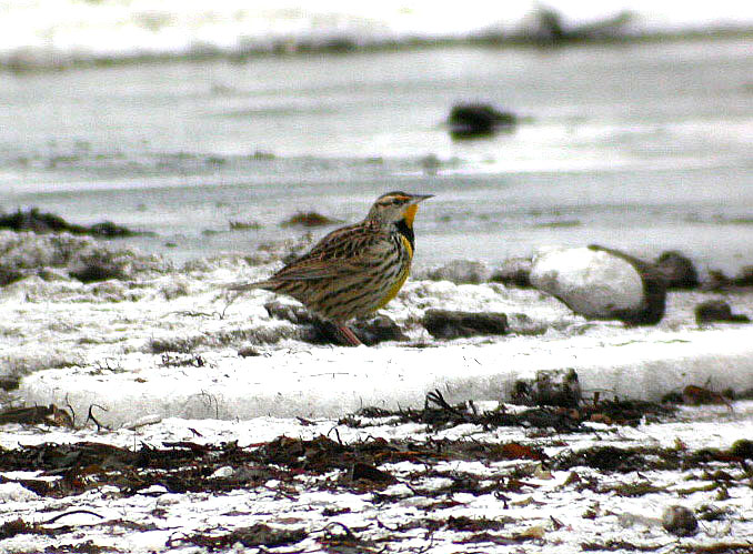 Eastern Meadowlark