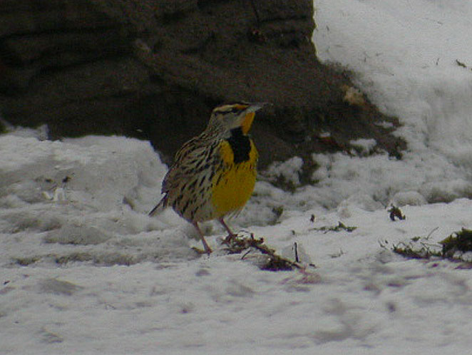 Eastern Meadowlark