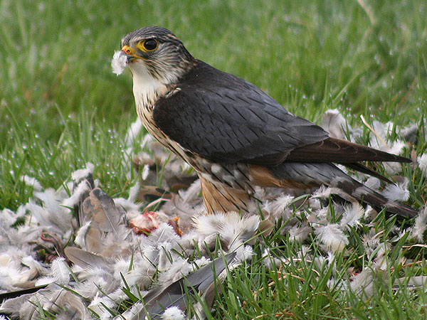 Merlin