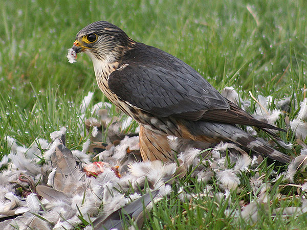Merlin