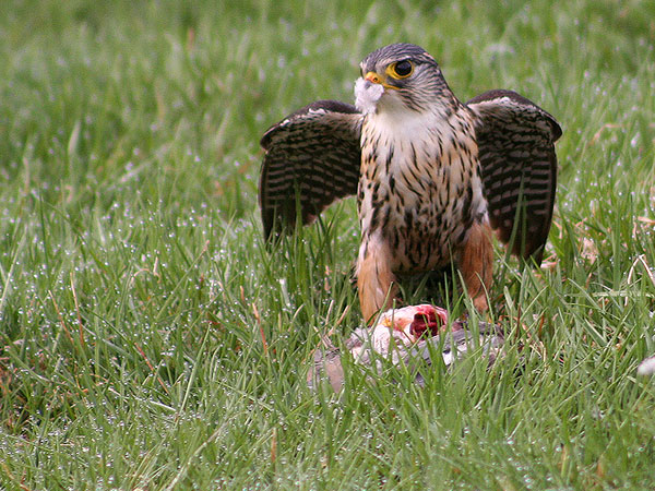 Merlin