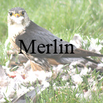 Merlin