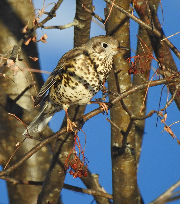 Mistle Thrush