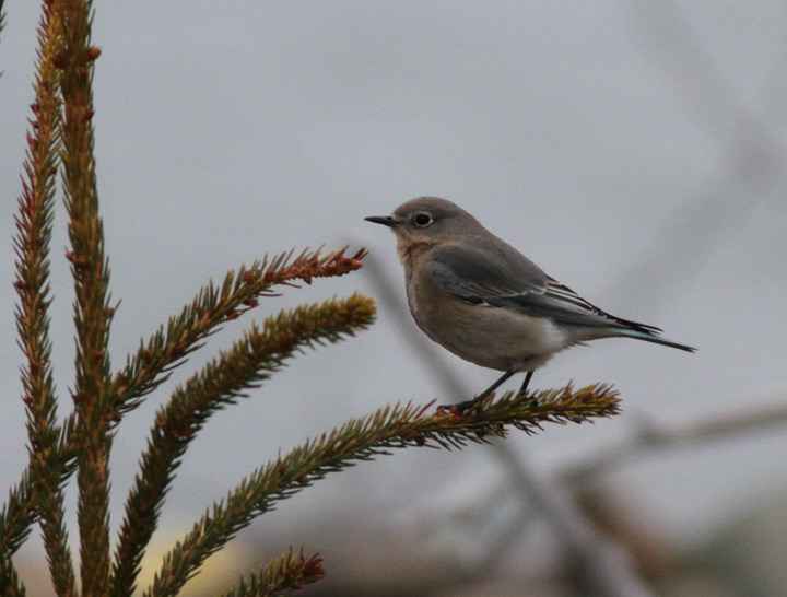 Mountain Bluebird